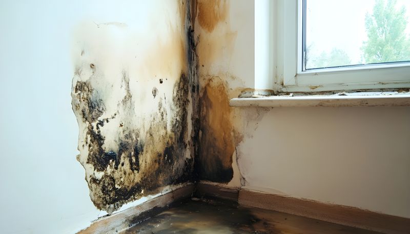 Crawl Space Mold Removal in Dallas, TX