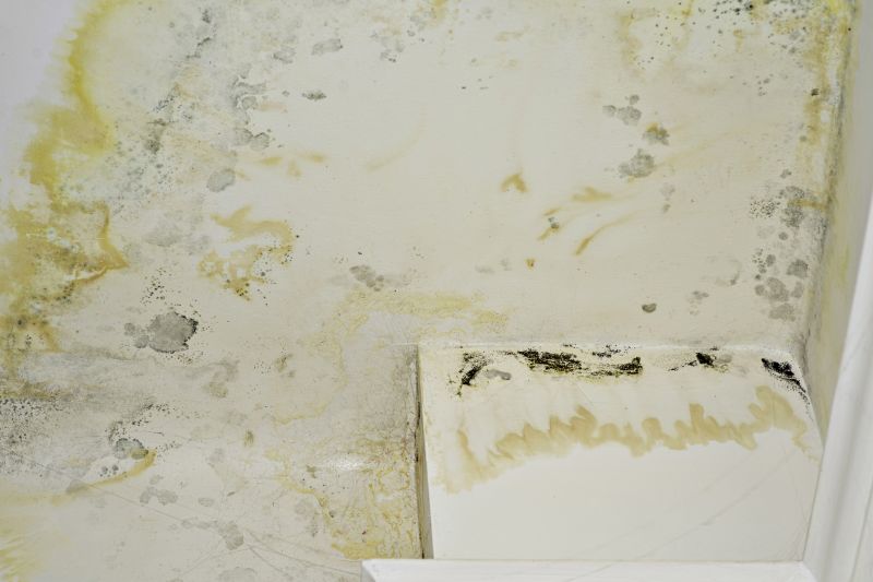 Mold Mitigation Service in Essex County, NJ