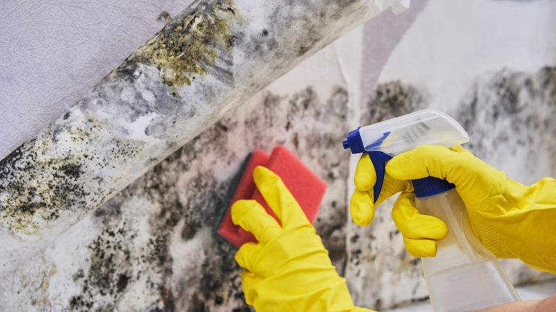 Mold Remediation Service in Fort Worth, TX