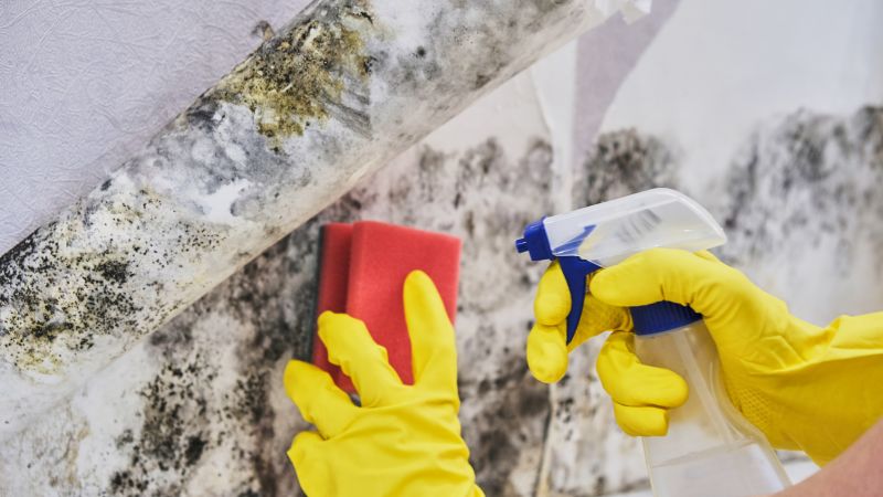 White Mold Mitigation in Boca Raton, FL